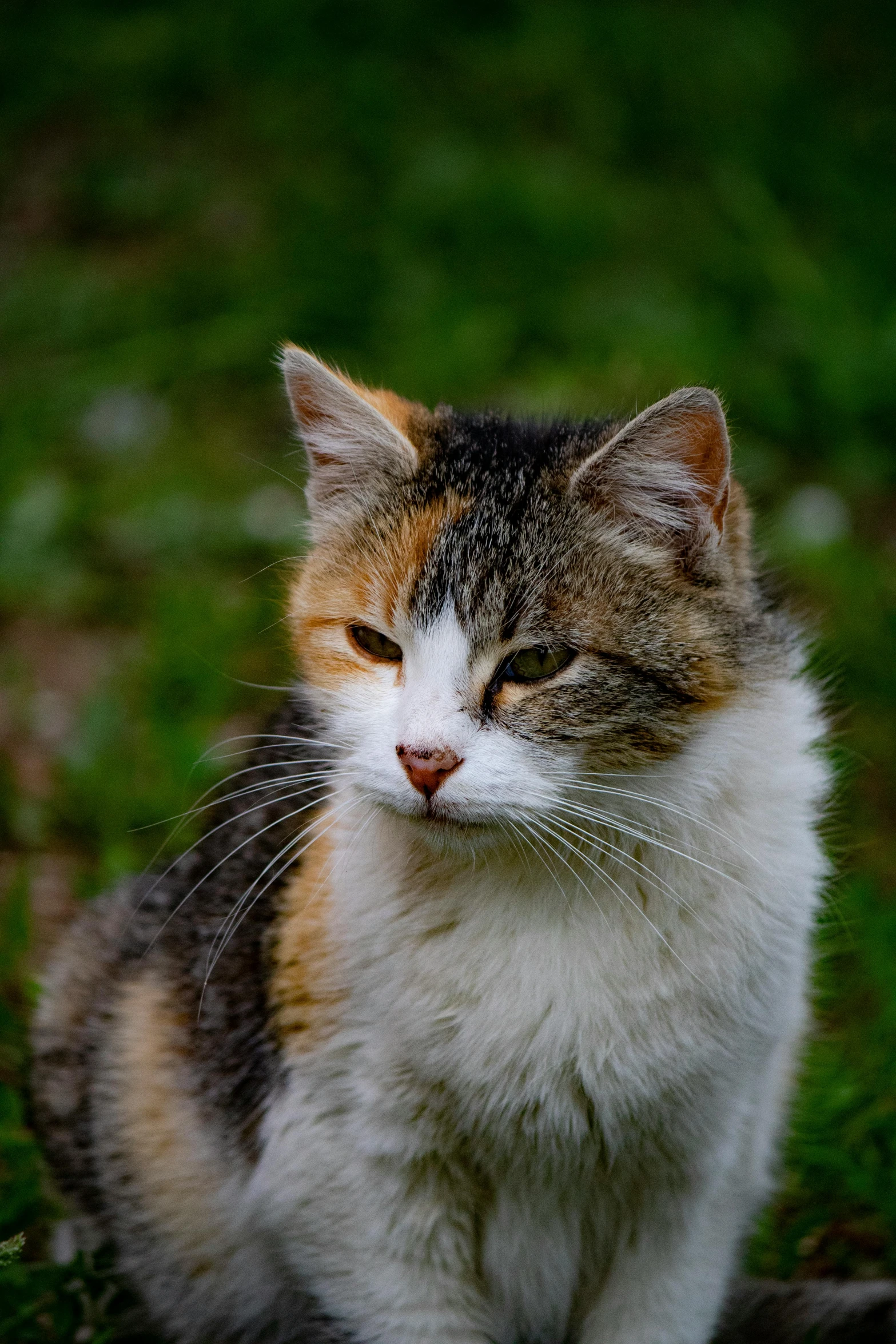 a cat sits on the grass and stares at the camera