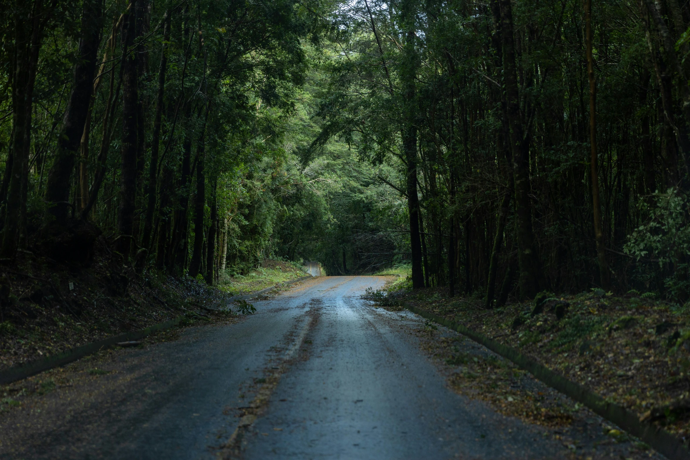 a road with many trees and bushes growing on the sides