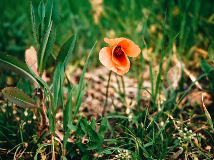 an orange flower sitting in the middle of some grass