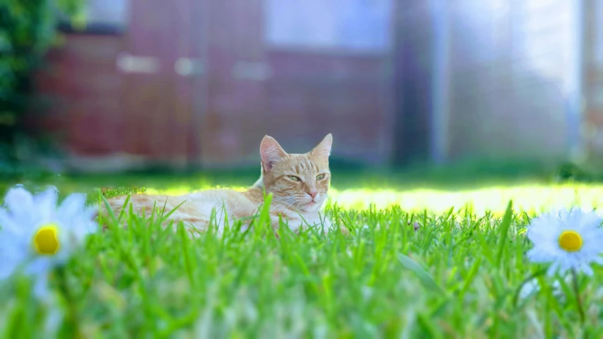 a tabby cat lying in the grass