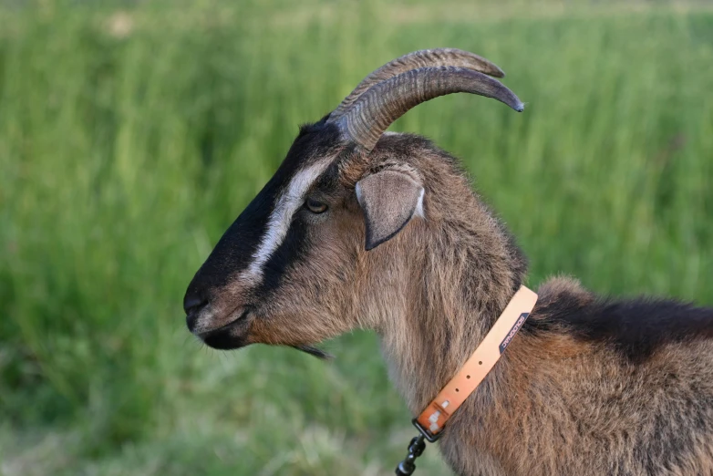 a close up of a goat in front of tall grass