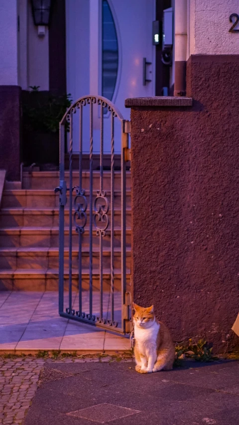 a cat sitting on the ground near a doorway