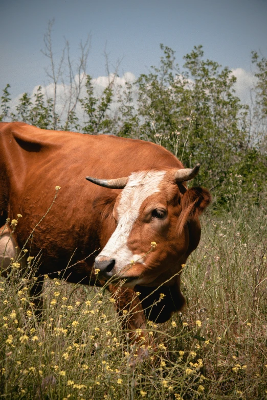 a cow is standing in some tall grass