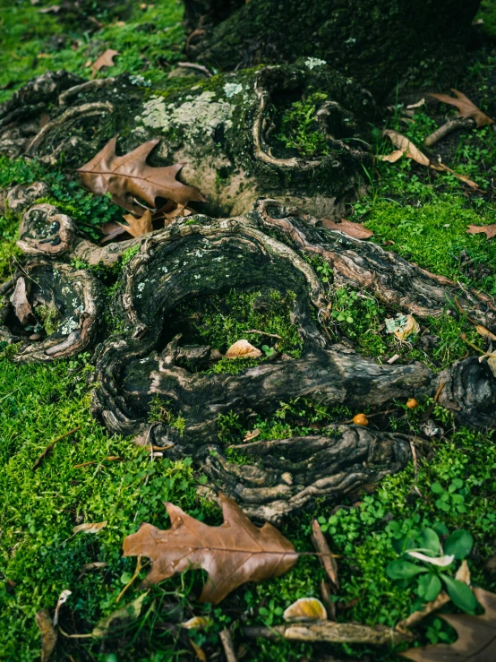 fallen down trees and other green grass surrounding it