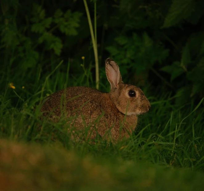 a small brown rabbit laying on the ground