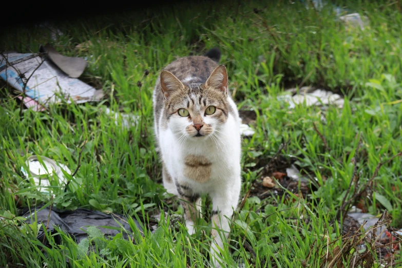 a cat standing in the middle of some grass