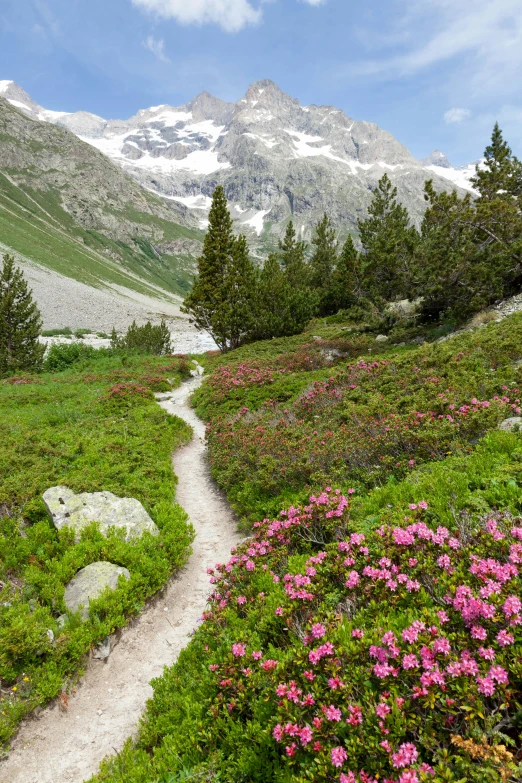 a trail with flowers on both side leading to a mountain top