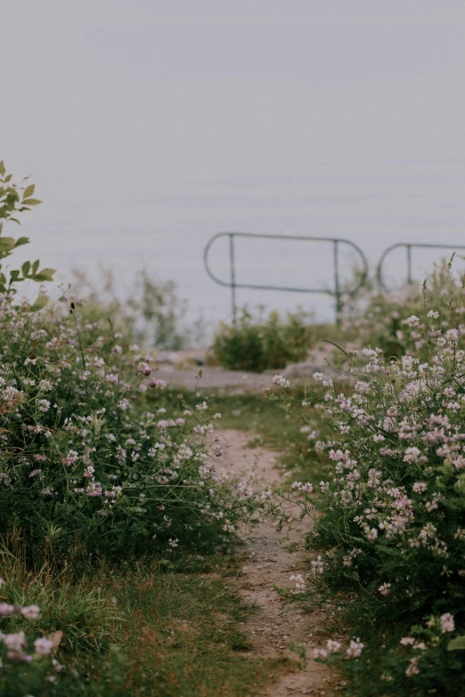 a dirt path that leads through a field filled with purple flowers