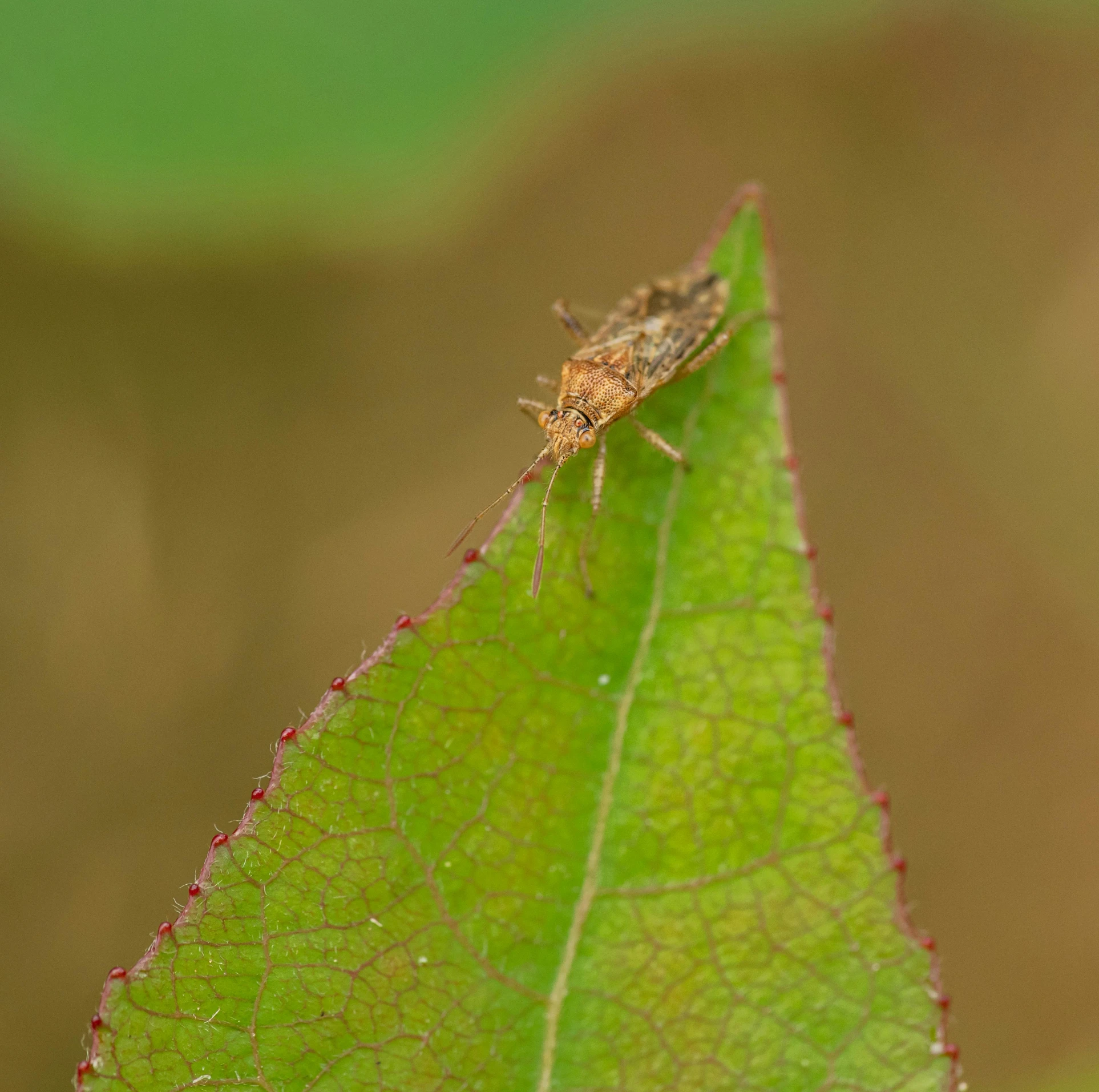 a bug is standing on top of a leaf