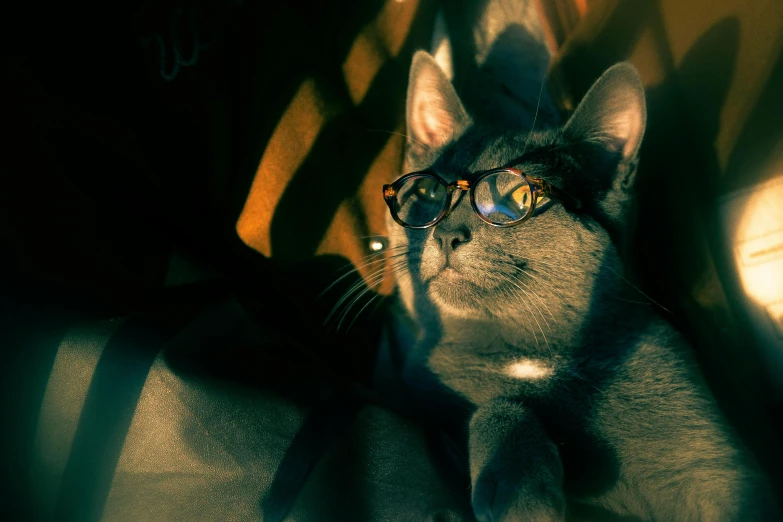 the cat in the glasses looks into the camera