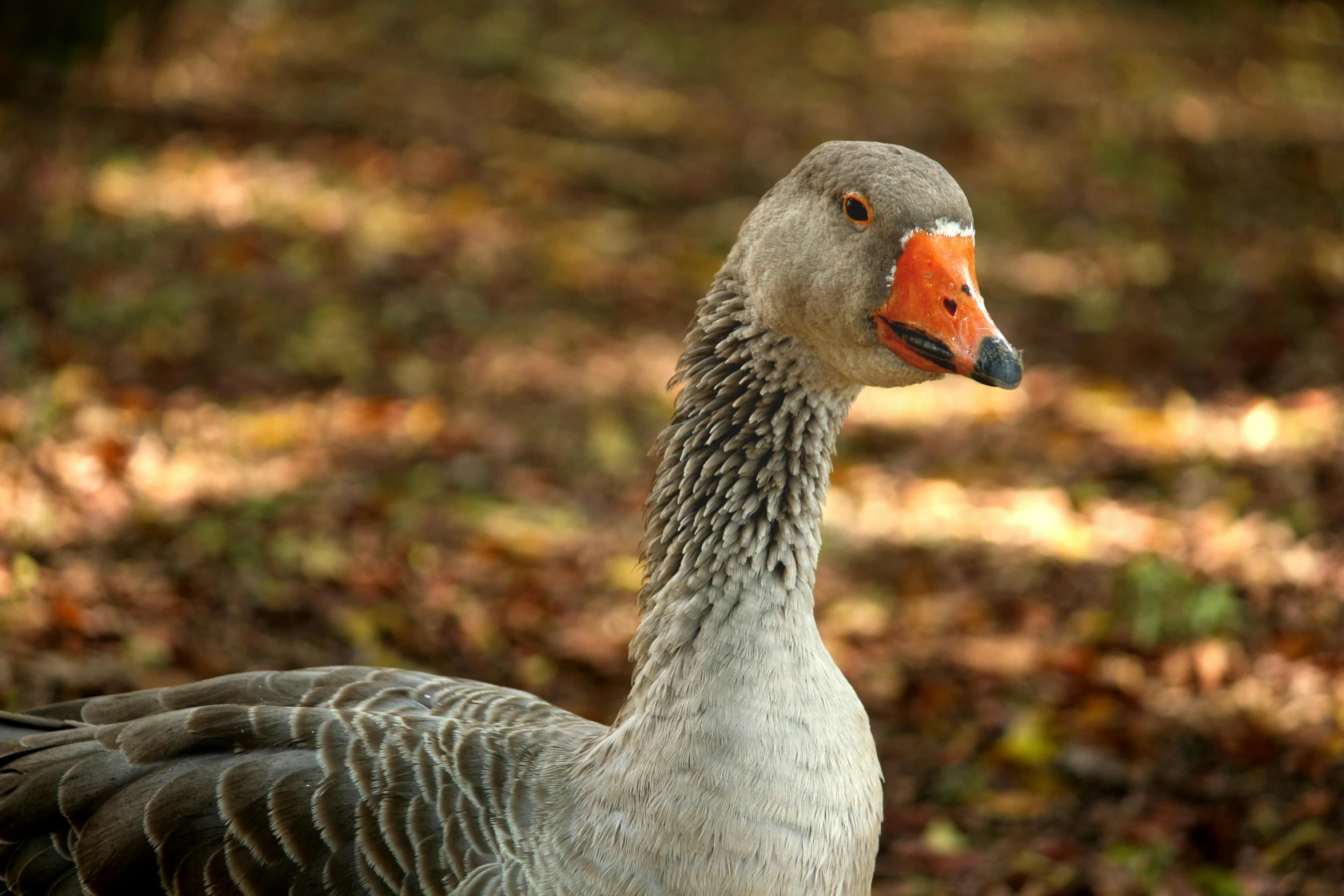 a duck with orange nose looking at soing