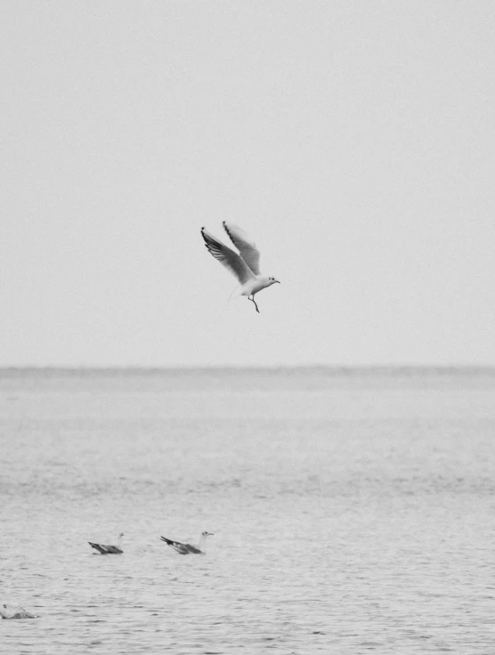 two seagulls flying above the ocean with birds in flight