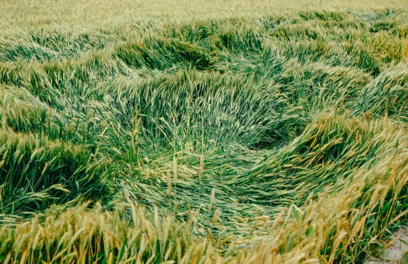 green grass growing inside a large field