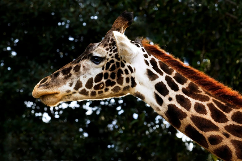 a close up picture of a giraffes head