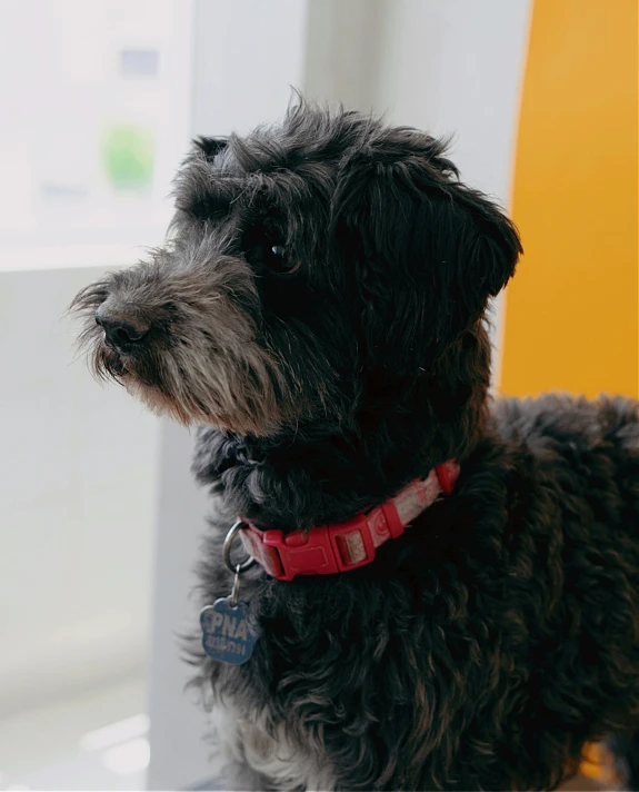 the dog is wearing a red collar on his head