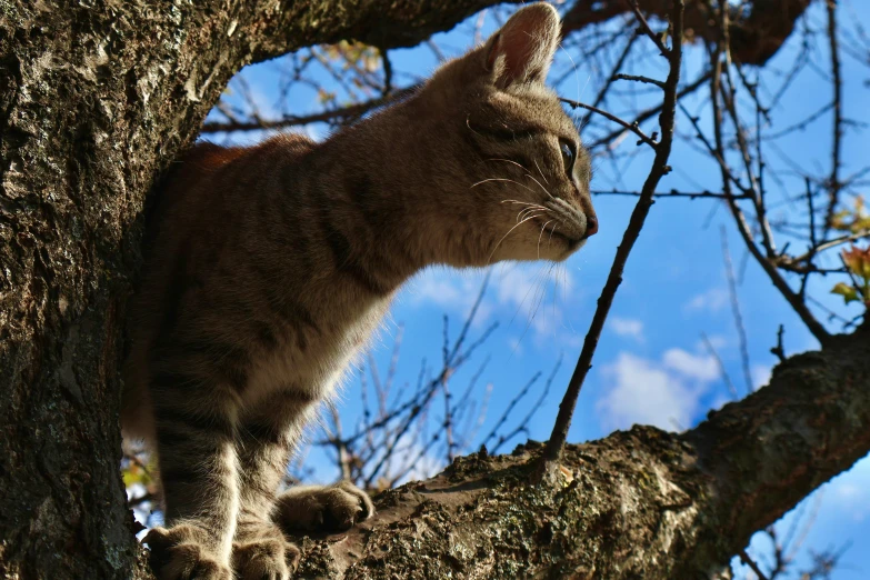 the cat looks on from all around the tree limb