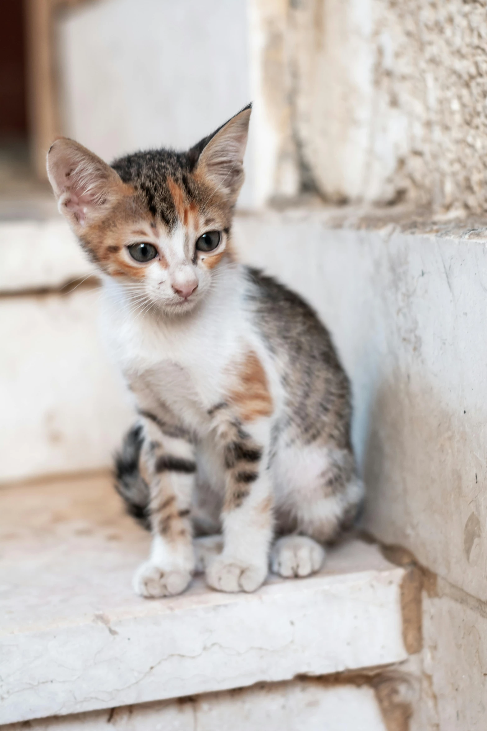 an orange and white kitten sitting on steps