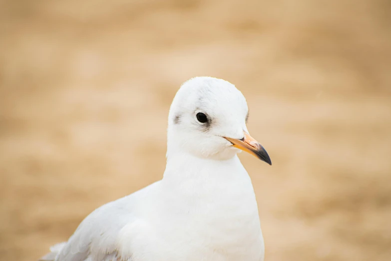 a white bird with an orange beak looking out