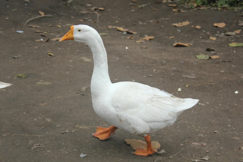 there is a very cute white duck on the ground