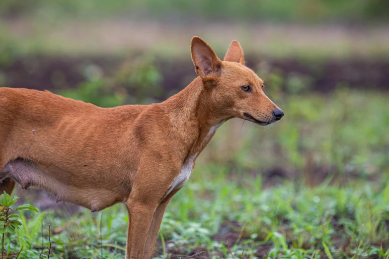 a dog is standing in the grass looking at soing