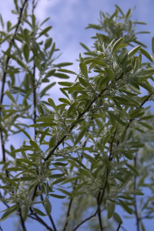 a tree with leaves is in the daytime