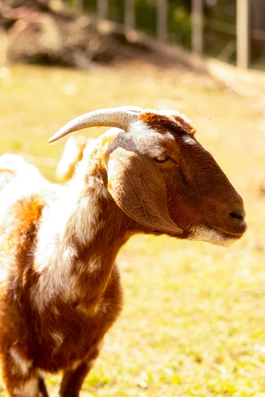 a goat in a field looking up at soing