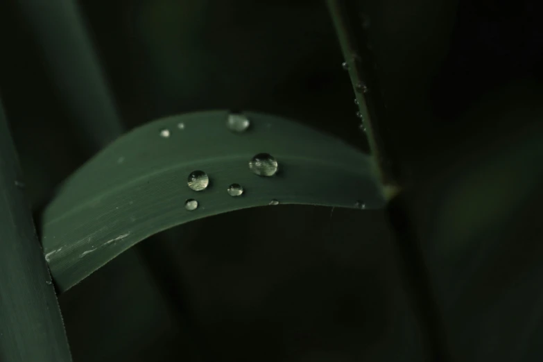 drops of rain on a green plant leaf