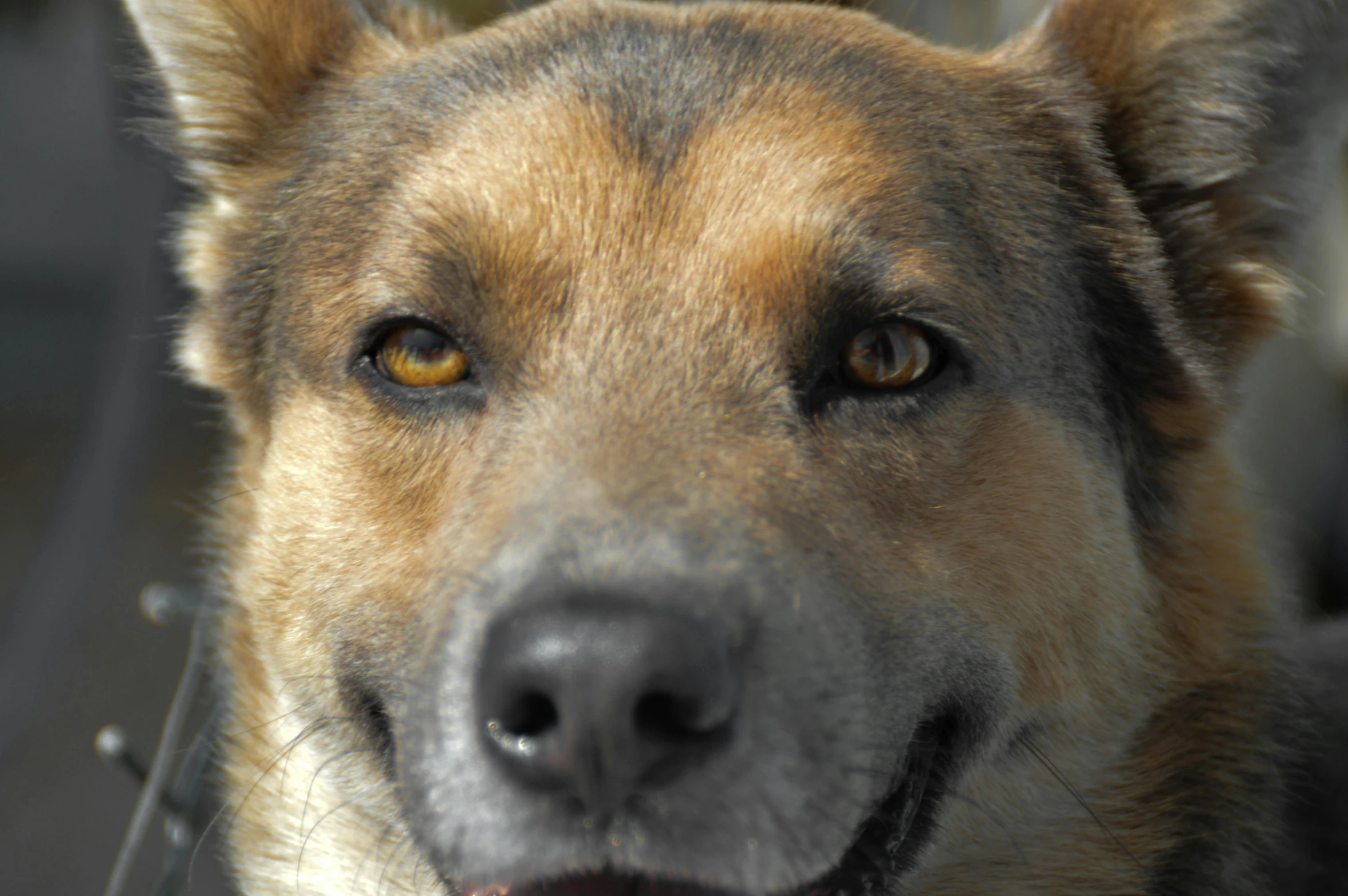 a dog that is smiling and looking into the camera