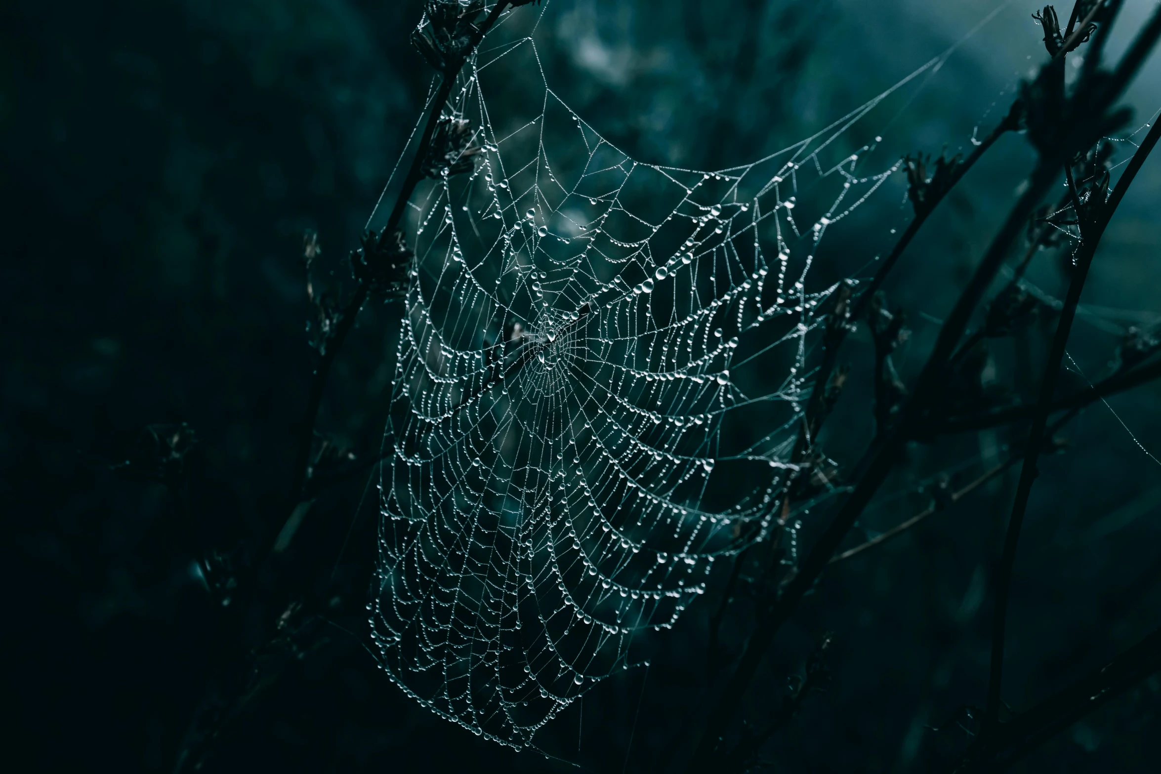 a spiderwefe covered in water droplets stands still on the tree nches