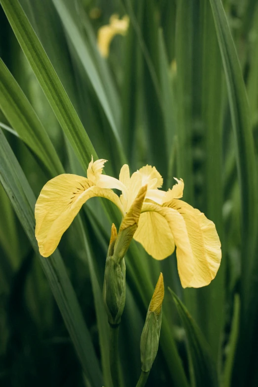 the yellow flower is growing on the side of the plant