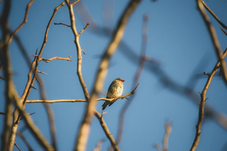 a small bird sitting on a thin tree nch