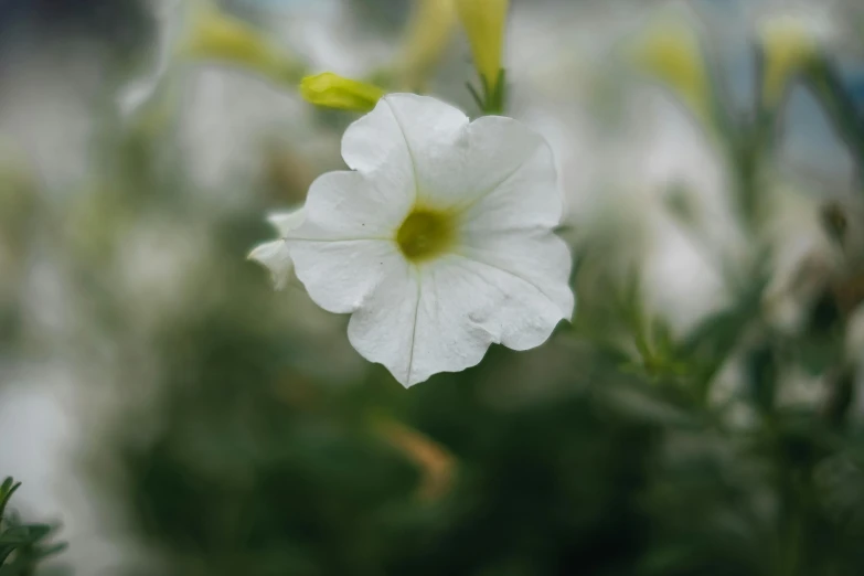 a small white flower with yellow tips