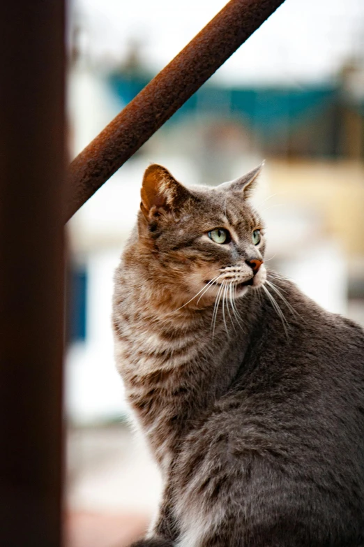 a cat looks intently into the distance in front of some buildings