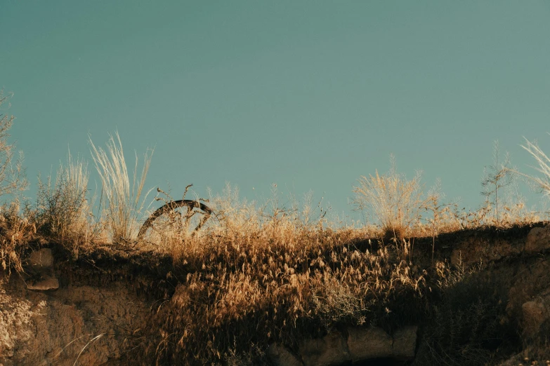 some dry grass on top of a hill