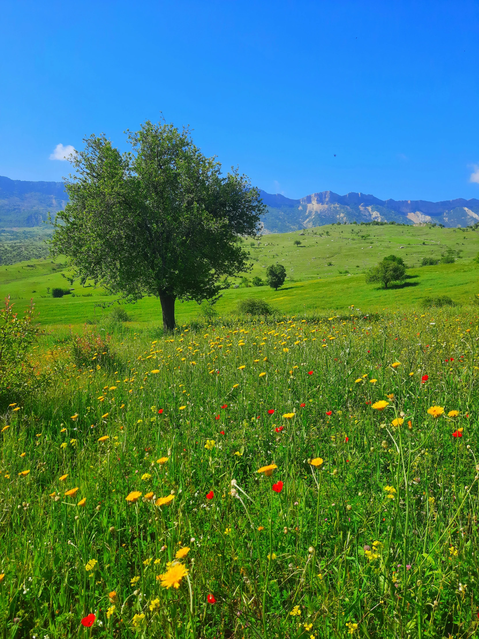 a lonely tree on a field with many flowers