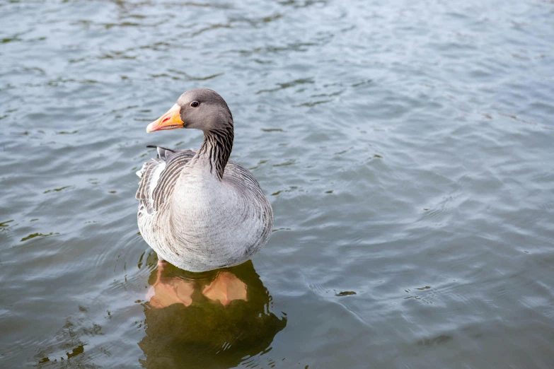 a duck that is swimming on top of water