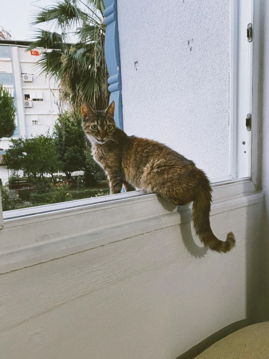 cat sitting in the window and staring intently