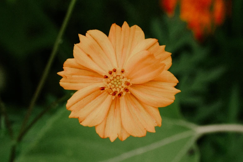 a single orange flower with green leaves in the background
