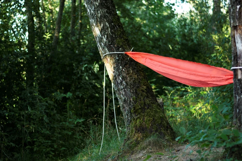 a red cloth hanging from a tree in the woods