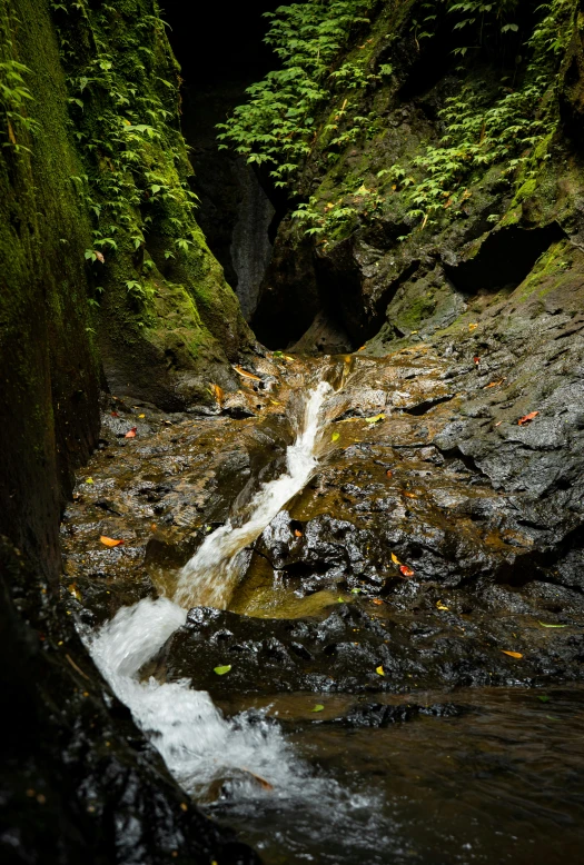 a waterfall flowing into a forest filled with trees