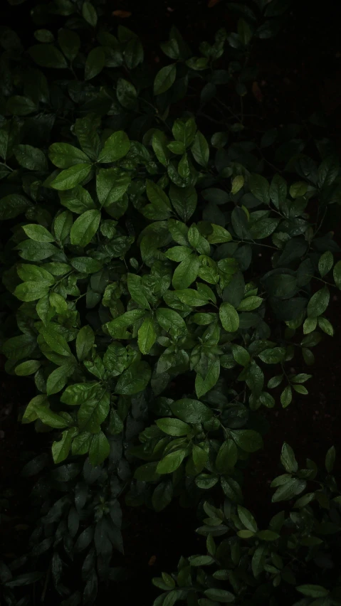 green leafy bushes at night time