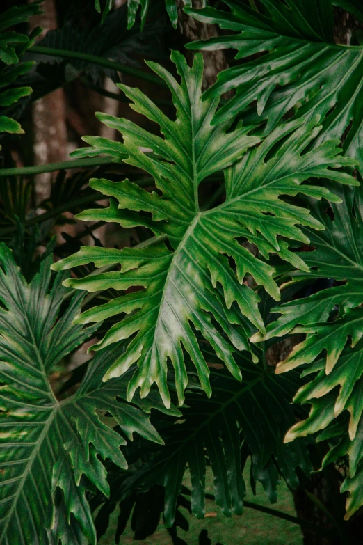 some green plants and trees in a forest