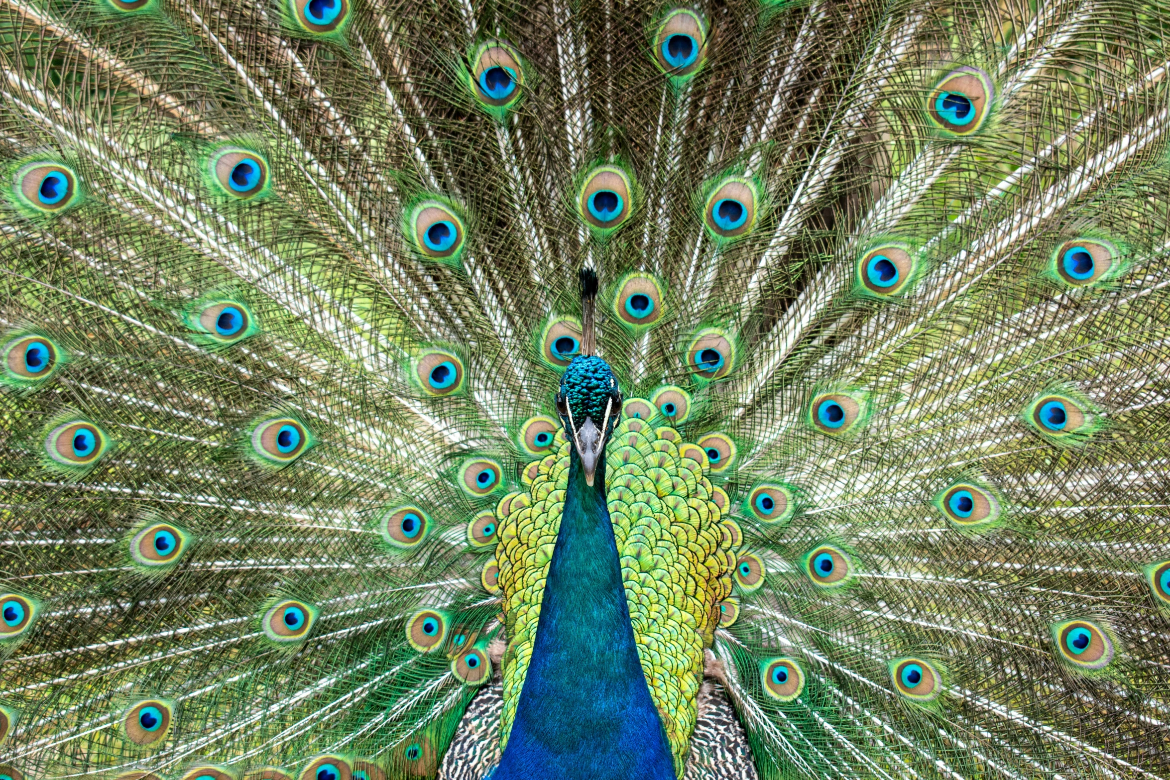 a close up s of a peacock's tail