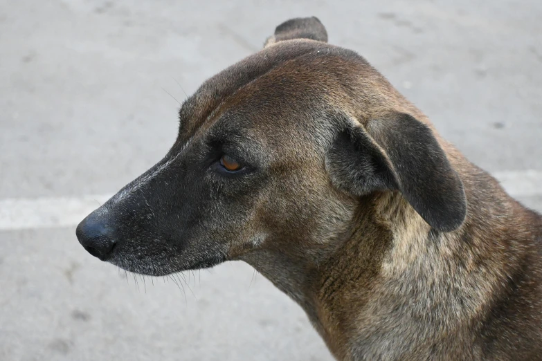 a close up of the face of a brown dog with spots on it