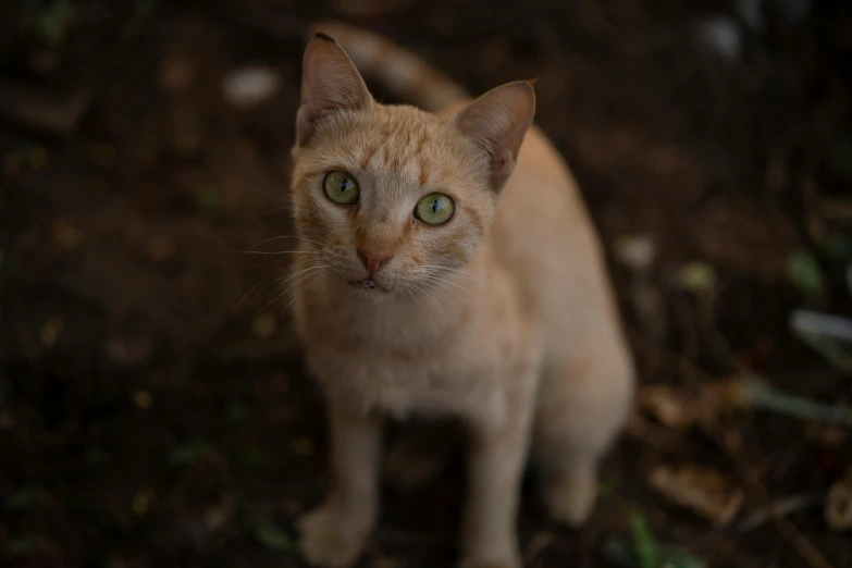 a cat with bright green eyes standing in front of a tree