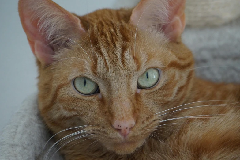 an orange tabby cat with blue eyes laying down