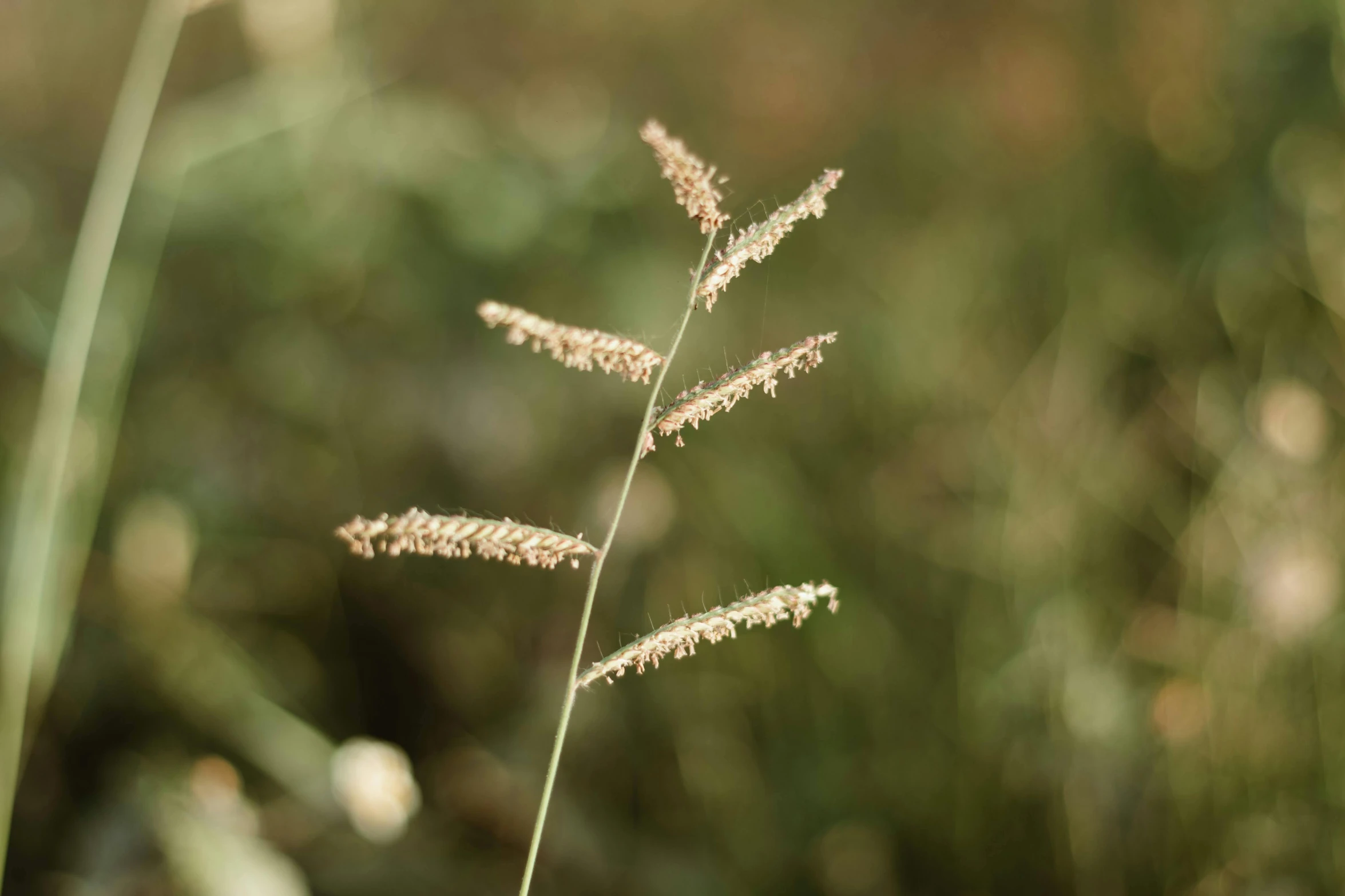 a single stem of a plant in a field