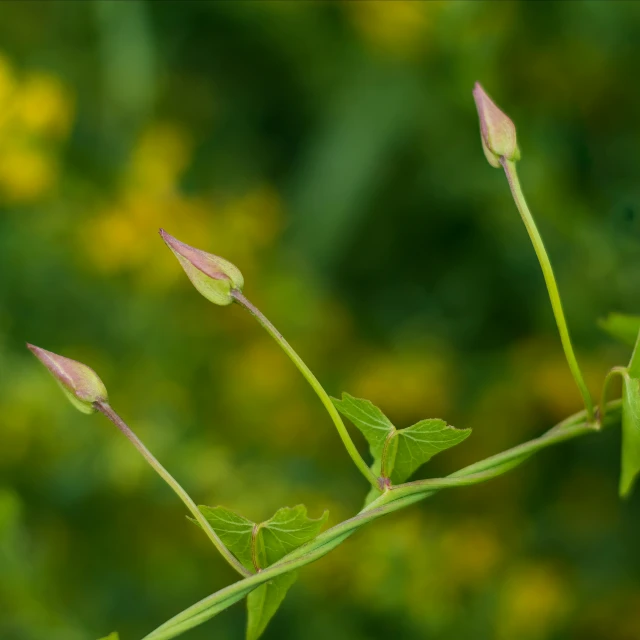 this is a picture of the buds of a plant