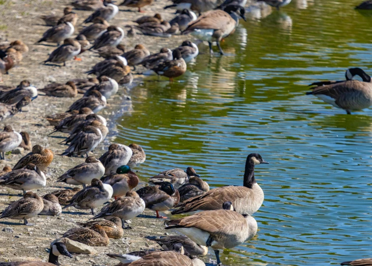 a large flock of ducks are near the water