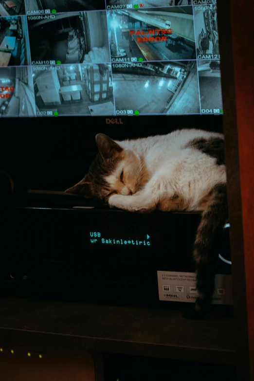 a cat lying on a table in front of a television